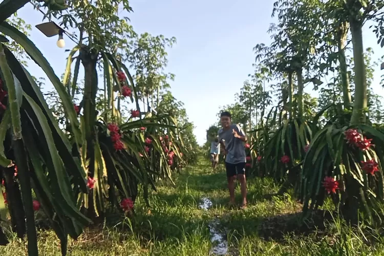 pas-harga-buah-naga-lagi-bagus,-petani-di-banyuwangi-hanya-melongo-tak-punya-panen