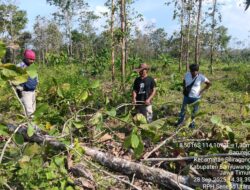 Tebang Kayu Jadi di Area Hutan Warga Siliragung Diamankan Perhutani KPH Banyuwangi Selatan