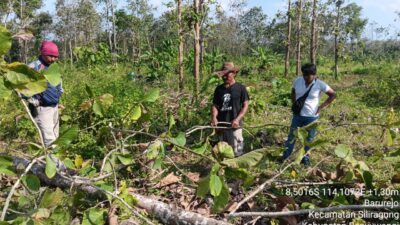 tebang-kayu-jadi-di-area-hutan-warga-siliragung-diamankan-perhutani-kph-banyuwangi-selatan
