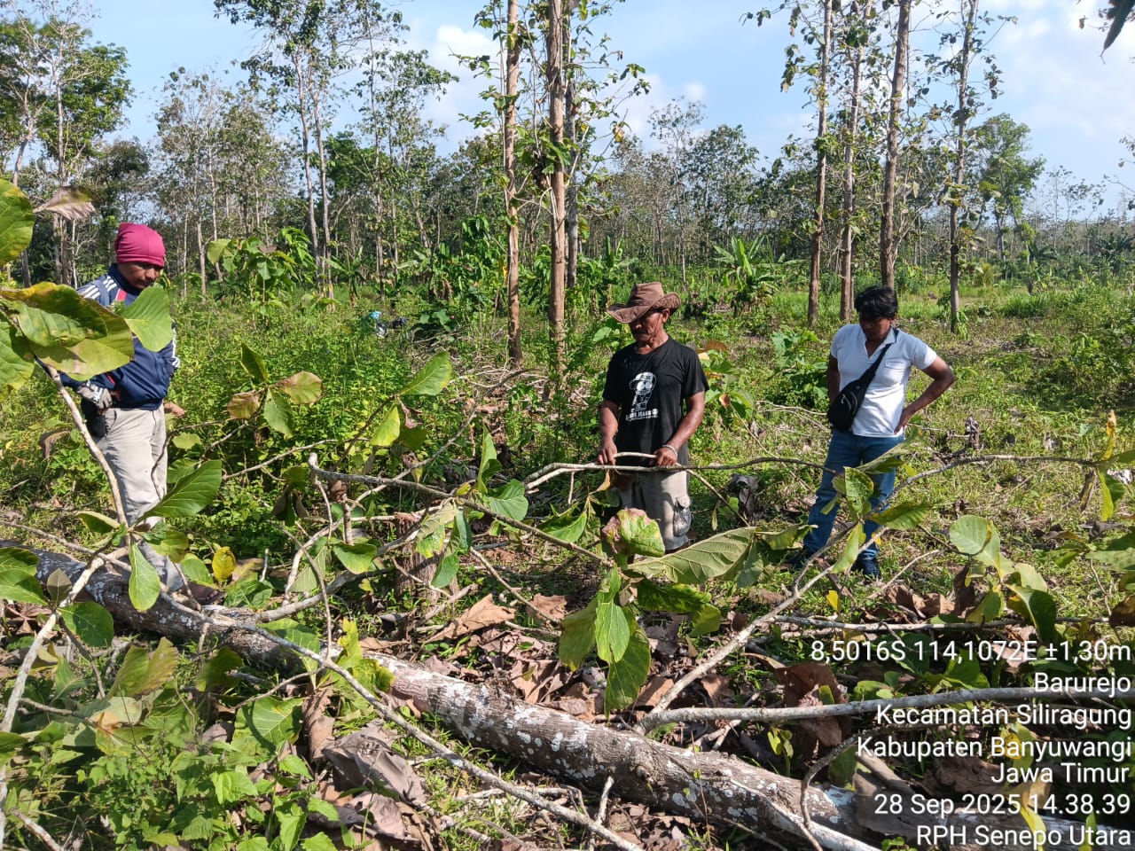 tebang-kayu-jadi-di-area-hutan-warga-siliragung-diamankan-perhutani-kph-banyuwangi-selatan