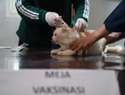 Hari Rabies Sedunia, Rumah Sakit Hewan Banyuwangi Vaksinasi Ratusan Ekor Kucing dan Anjing