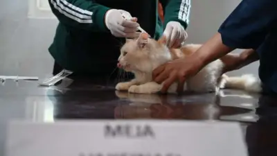 hari-rabies-sedunia,-rumah-sakit-hewan-banyuwangi-vaksinasi-ratusan-ekor-kucing-dan-anjing