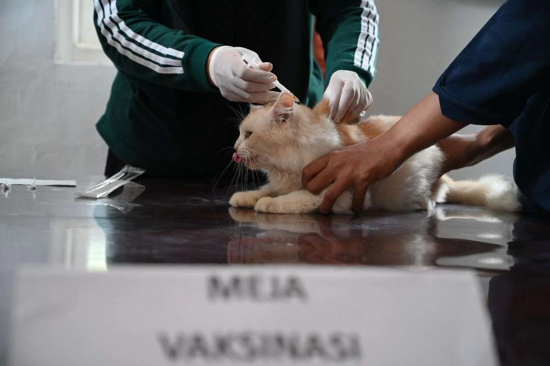 hari-rabies-sedunia,-rumah-sakit-hewan-banyuwangi-vaksinasi-ratusan-ekor-kucing-dan-anjing
