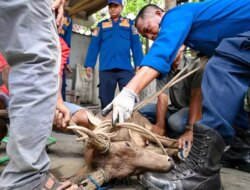 Geger Rusa Liar di Banyuwangi, Sempat Diamankan Damkar Kini Mati Misterius di BKSDA