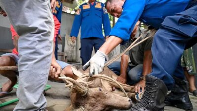 geger-rusa-liar-di-banyuwangi,-sempat-diamankan-damkar-kini-mati-misterius-di-bksda