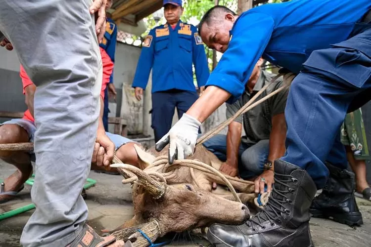 geger-rusa-liar-di-banyuwangi,-sempat-diamankan-damkar-kini-mati-misterius-di-bksda