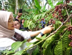 Hari Kopi Sedunia: Biji Hitam Temahal Sejarah, Setengah Miliar Per Kilogram!