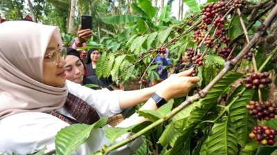 hari-kopi-sedunia:-biji-hitam-temahal-sejarah,-setengah-miliar-per-kilogram!
