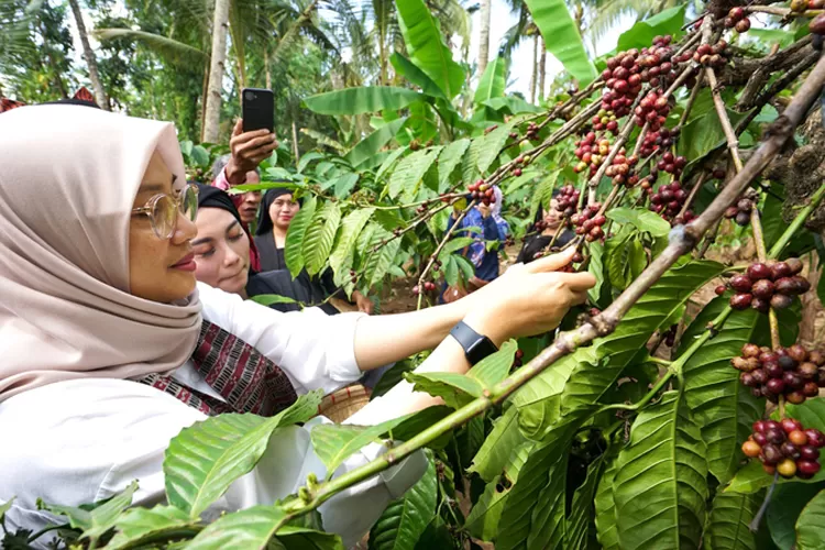 hari-kopi-sedunia:-biji-hitam-temahal-sejarah,-setengah-miliar-per-kilogram!