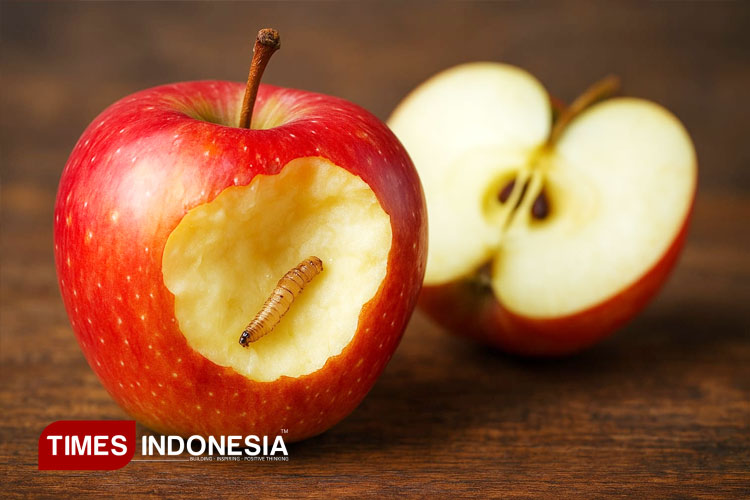 buah-berulat-masih-bisa-dimakan?-simak-hukum-fiqihnya-–-times-banyuwangi