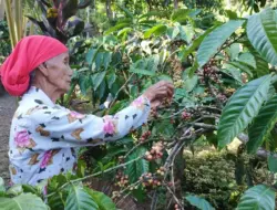 Ketua KPTDP Luhut Binsar Pandjaitan Berencana Bangun Laboratorium Kopi di Banyuwangi