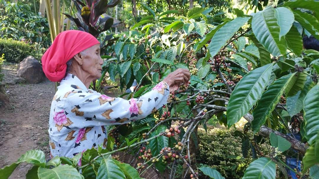 ketua-kptdp-luhut-binsar-pandjaitan-berencana-bangun-laboratorium-kopi-di-banyuwangi