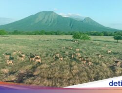 Itinerary Jalan-jalan di Banyuwangi Tanpa Menginap