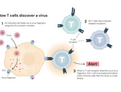 Tiga Ilmuwan Raih Nobel Kedokteran 2025, Apa Temuan Mereka? – TIMES Banyuwangi