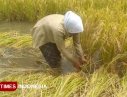 Sektor Pertanian Menjadi Penyumbang Angka Terbesar PDRB Pangandaran – TIMES Banyuwangi