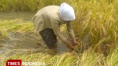 sektor-pertanian-menjadi-penyumbang-angka-terbesar-pdrb-pangandaran-–-times-banyuwangi