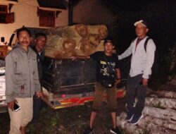Ilegal Logging di Kawasan Hutan KPH Banyuwangi Selatan Digagalkan Petugas Perhutani
