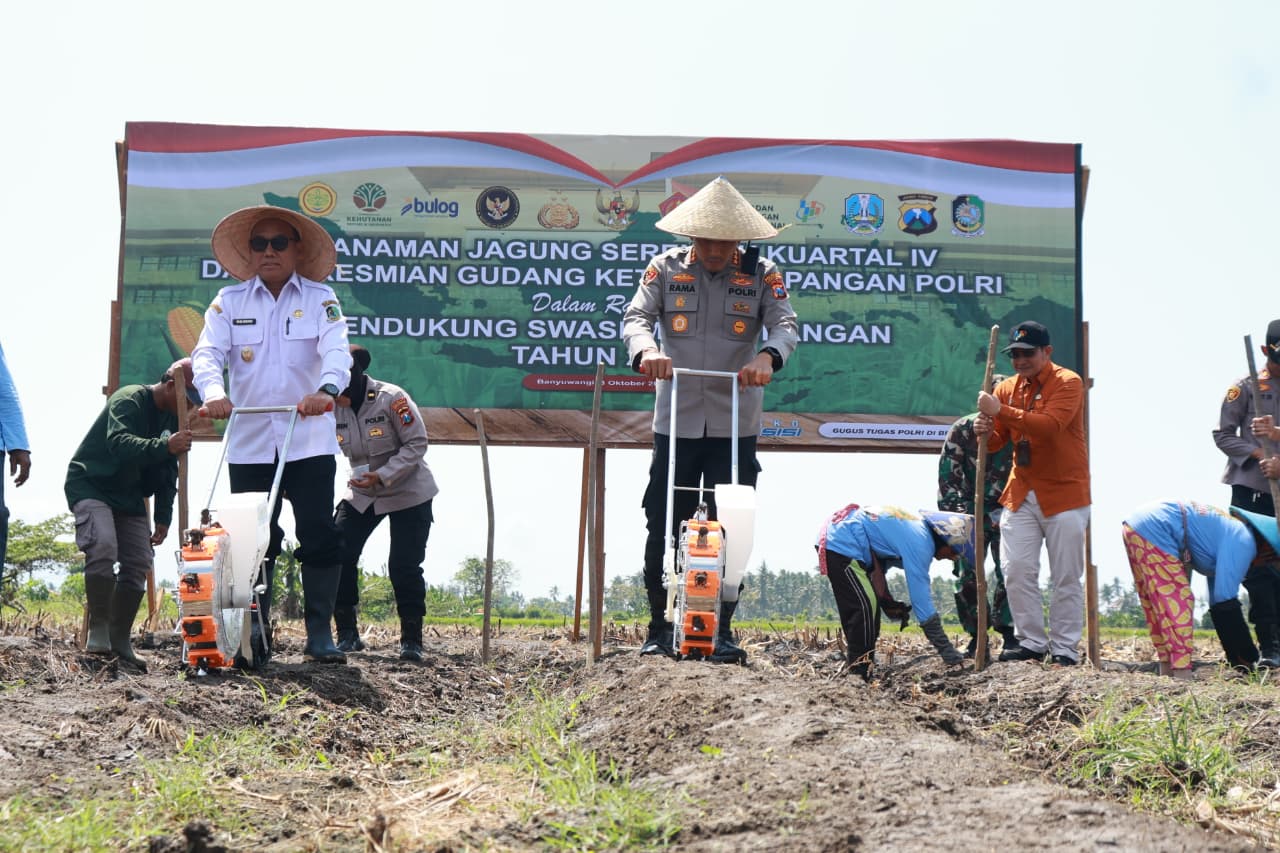 produksi-tembus-199-ribu-ton,-banyuwangi-genjot-tanam-jagung-dukung-swasembada-pangan-presiden
