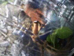 Suhu Panas Ekstrem, Ular dan Biawak Mulai Teror Rumah Warga Banyuwangi!