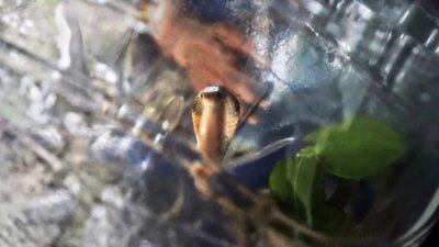 suhu-panas-ekstrem,-ular-dan-biawak-mulai-teror-rumah-warga-banyuwangi!