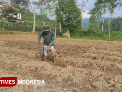 Pemerintah Mengklaim Wacana BBM Etanol 10 Persen Bisa Sejahterakan Petani – TIMES Banyuwangi