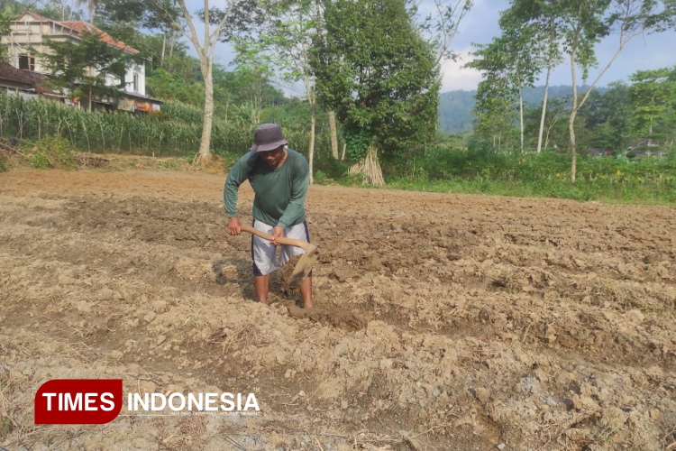 pemerintah-mengklaim-wacana-bbm-etanol-10-persen-bisa-sejahterakan-petani-–-times-banyuwangi