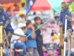 Atraksi Topeng Monyet di Banyuwangi Dikecam, Berisiko Sebarkan Penyakit Zoonosis