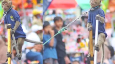 atraksi-topeng-monyet-di-banyuwangi-dikecam,-berisiko-sebarkan-penyakit-zoonosis