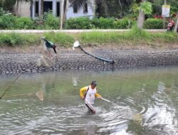 Warga Ramai Cari Ikan Saat Dam Karangdoro Dikeringkan, Momen Setahun Sekali yang Ditunggu