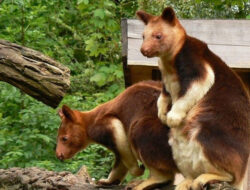 Dikira Punah, Ternyata Kangguru Pohon Wondiwoi Ditemukan Lagi – TIMES Banyuwangi