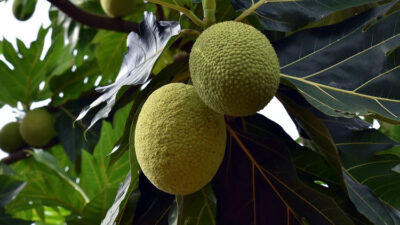 sukun-mendadak-viral,-disebut-buah-roti-–-times-banyuwangi