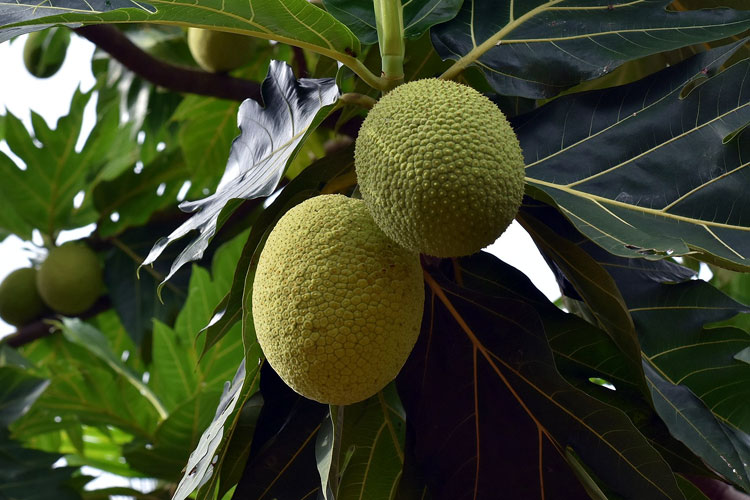sukun-mendadak-viral,-disebut-buah-roti-–-times-banyuwangi