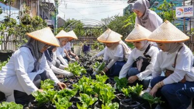 panen-raya-urban-farming-bri-di-bandung:-brinita-bantu-warga-ubah-lahan-sempit-jadi-sumber-pangan-berkelanjutan!