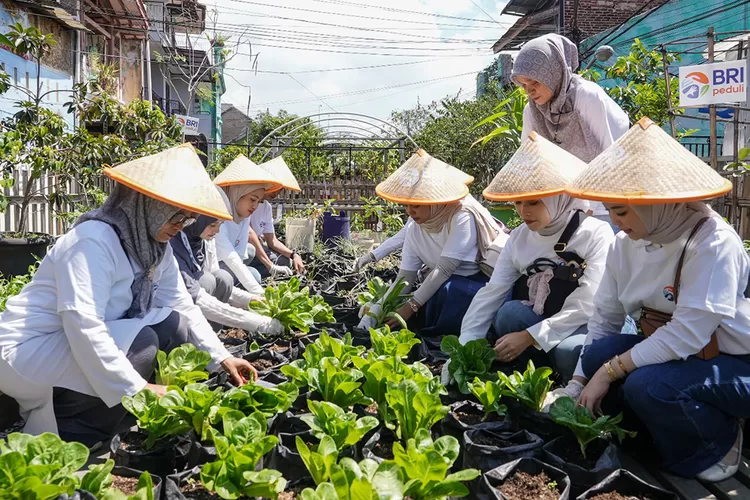 panen-raya-urban-farming-bri-di-bandung:-brinita-bantu-warga-ubah-lahan-sempit-jadi-sumber-pangan-berkelanjutan!