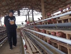 Desa Bajulmati Kembangkan Peternakan Ayam Petelur untuk Program Ketahanan Pangan