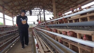 desa-bajulmati-kembangkan-peternakan-ayam-petelur-untuk-program-ketahanan-pangan