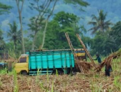 Industri Gula Banyuwangi Pulih, Aktivitas Angkut Tebu di Glenmore Kembali Lancar