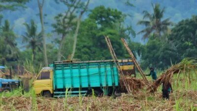 industri-gula-banyuwangi-pulih,-aktivitas-angkut-tebu-di-glenmore-kembali-lancar