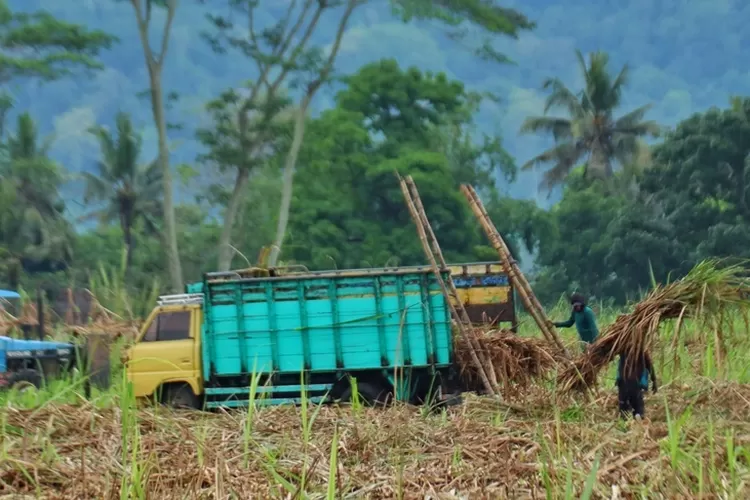 industri-gula-banyuwangi-pulih,-aktivitas-angkut-tebu-di-glenmore-kembali-lancar