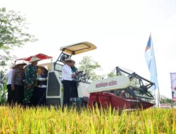 Banyuwangi Berkontribusi Besar dalam Capaian Swasembada Pangan Nasional, Produksi Beras Surplus, Tembus 307.244 Ton!