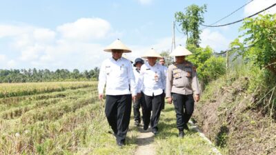 dukung-swasembada-pangan-presiden,-pemkab-dan-pupuk-kaltim-panen-demplot-padi-di-banyuwangi