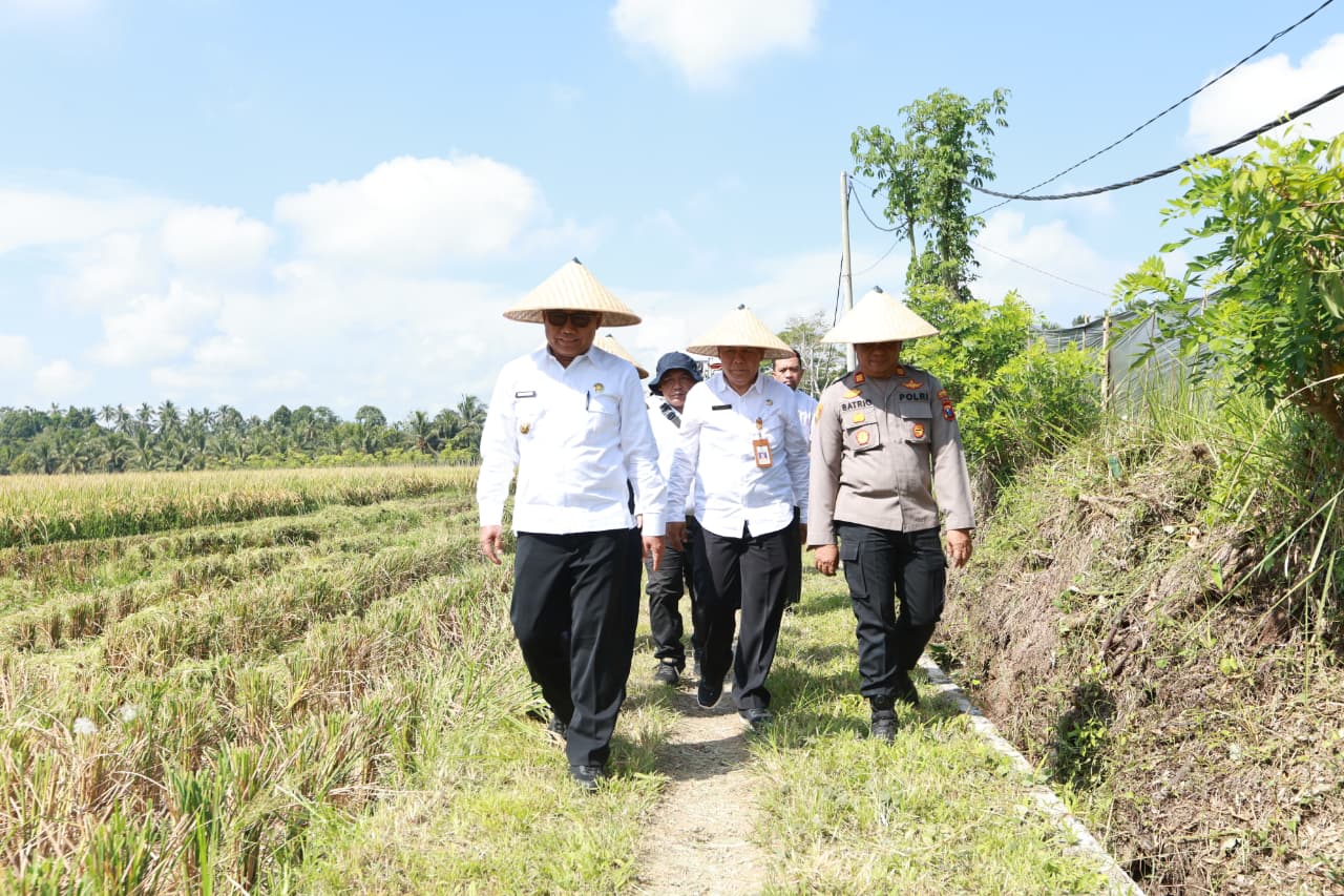 dukung-swasembada-pangan-presiden,-pemkab-dan-pupuk-kaltim-panen-demplot-padi-di-banyuwangi
