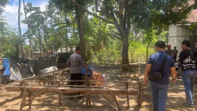 polsek-kalipuro-gerebek-lokasi-diduga-judi-sabung-ayam-di-tengah-kebun-kelapa