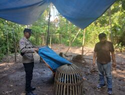 Polsek Cluring Tindaklanjuti Laporan Masyarakat, Gerebek Arena Judi Sabung Ayam di Tengah Kebun