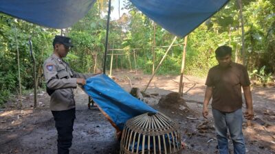 polsek-cluring-tindaklanjuti-laporan-masyarakat,-gerebek-arena-judi-sabung-ayam-di-tengah-kebun