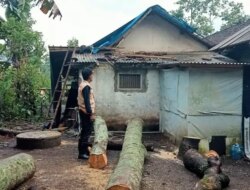 Diterpa Angin Kencang, Rumah Warga Kalibaru Roboh Tertimpa Pohon! Pasutri Alami Luka Saat Tidur