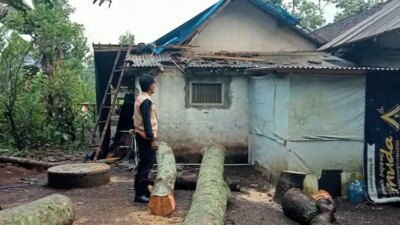 diterpa-angin-kencang,-rumah-warga-kalibaru-roboh-tertimpa-pohon!-pasutri-alami-luka-saat-tidur