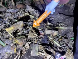 Kronologi Lengkap Ibu di Banyuwangi Kubur Bayinya di Belakang Rumah, Polisi Ungkap Fakta Mengerikan