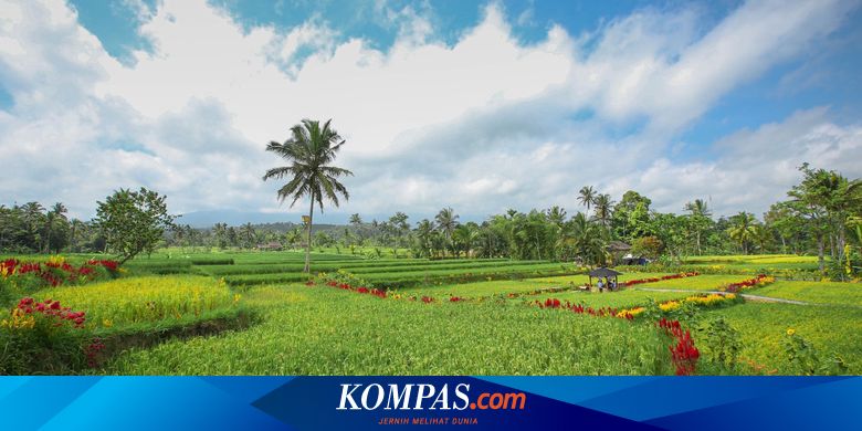 kenalkan-destinasi-“hidden-gem”-di-kawasan-ijen,-bupati-banyuwangi-luncurkan-ijen-golden-route