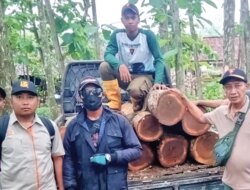 Ketahuan! Pelaku Pembalakan Liar Kabur Tinggalkan 8 Batang Kayu Jati di Tengah Hutan Barurejo Banyuwangi